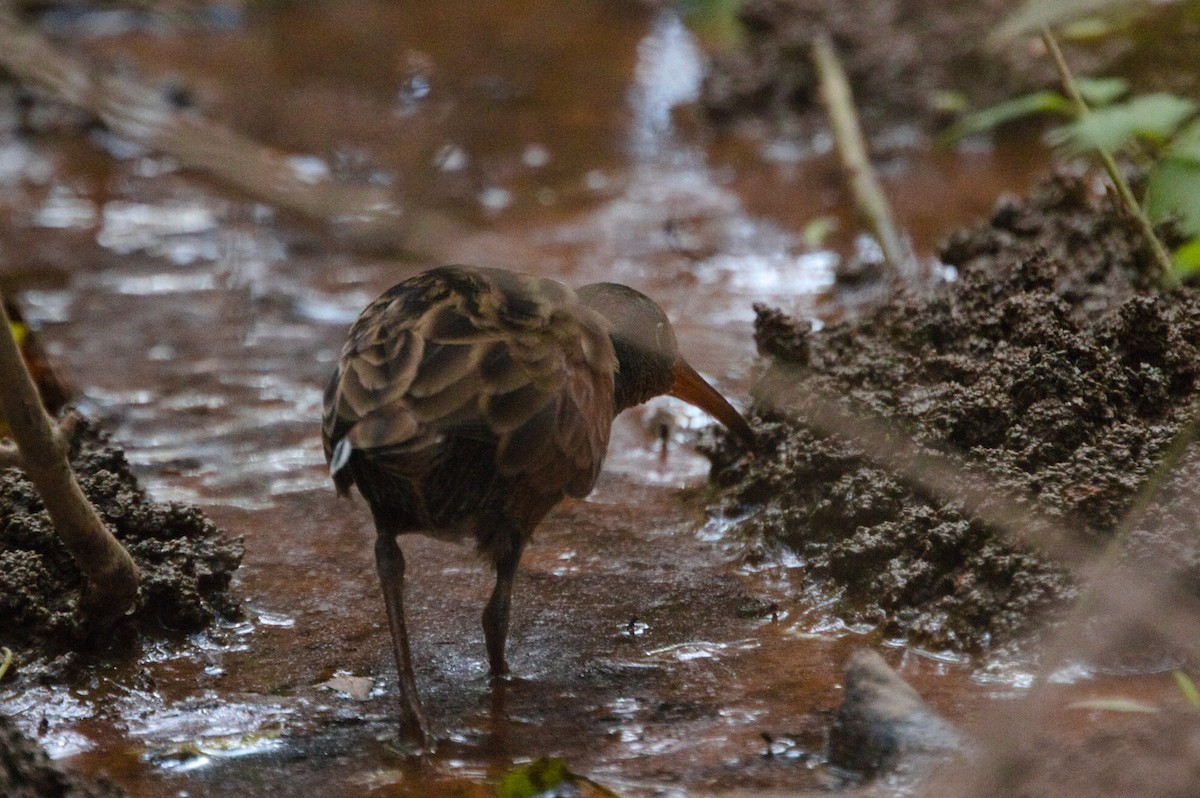 Virginia Rail - ML624561410