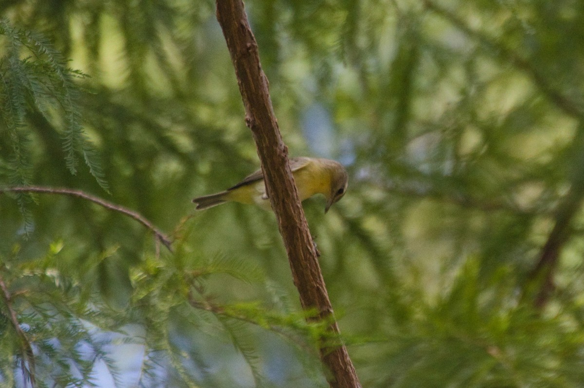 Philadelphia Vireo - ML624561413