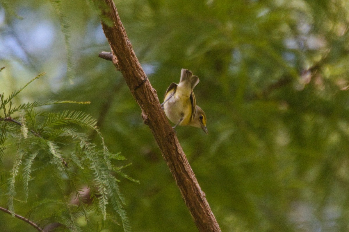 White-eyed Vireo - ML624561414