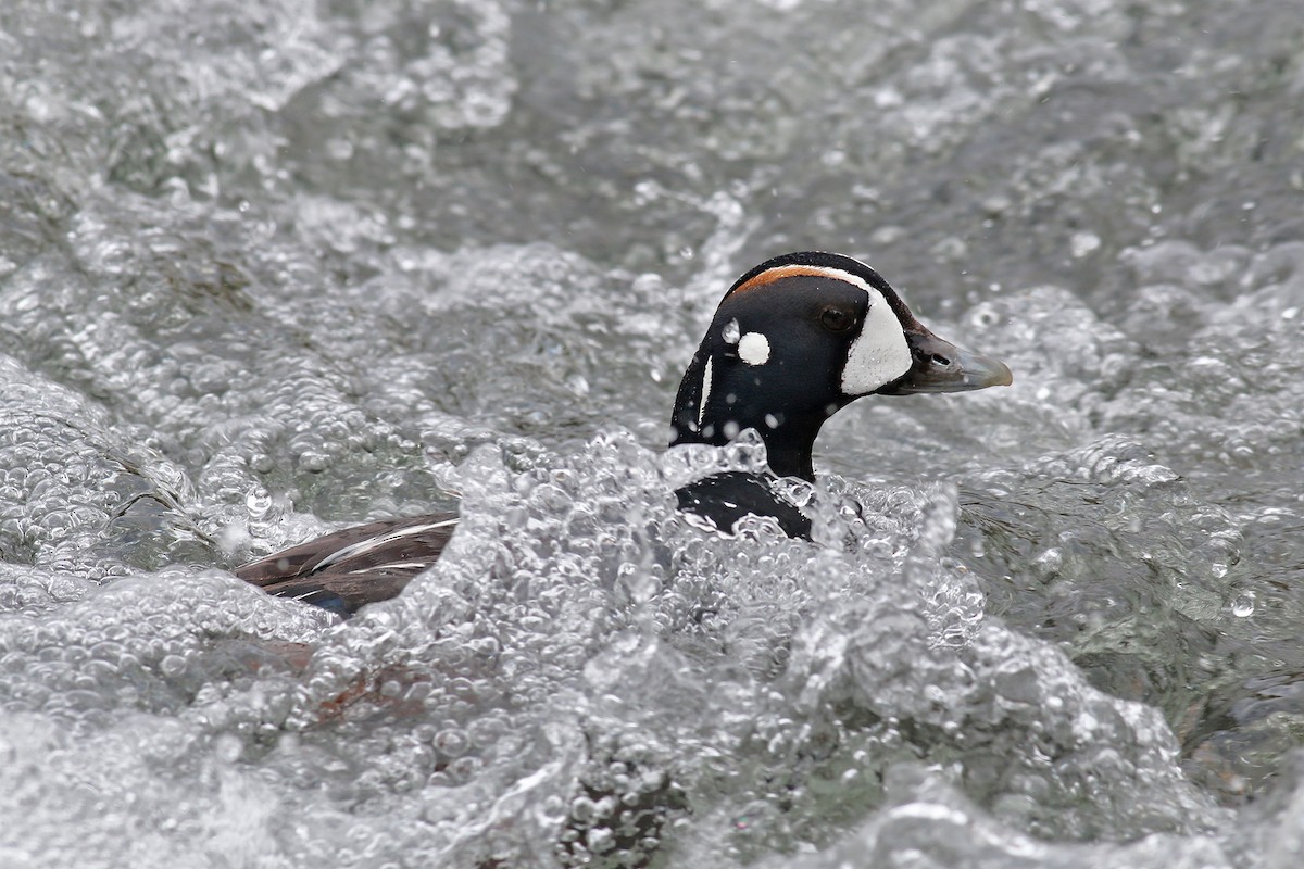 Harlequin Duck - ML624561447