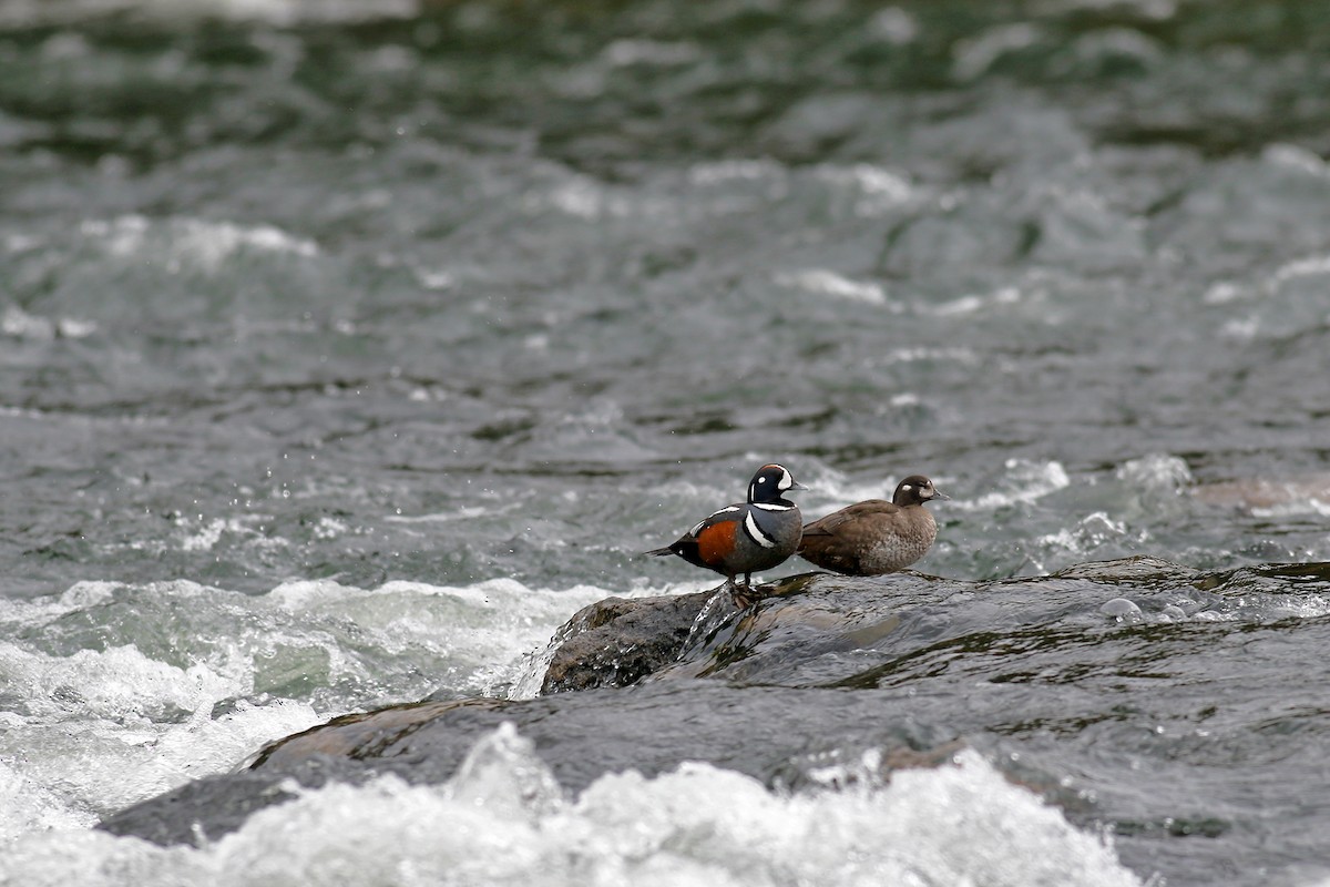 Harlequin Duck - Peter Arnold