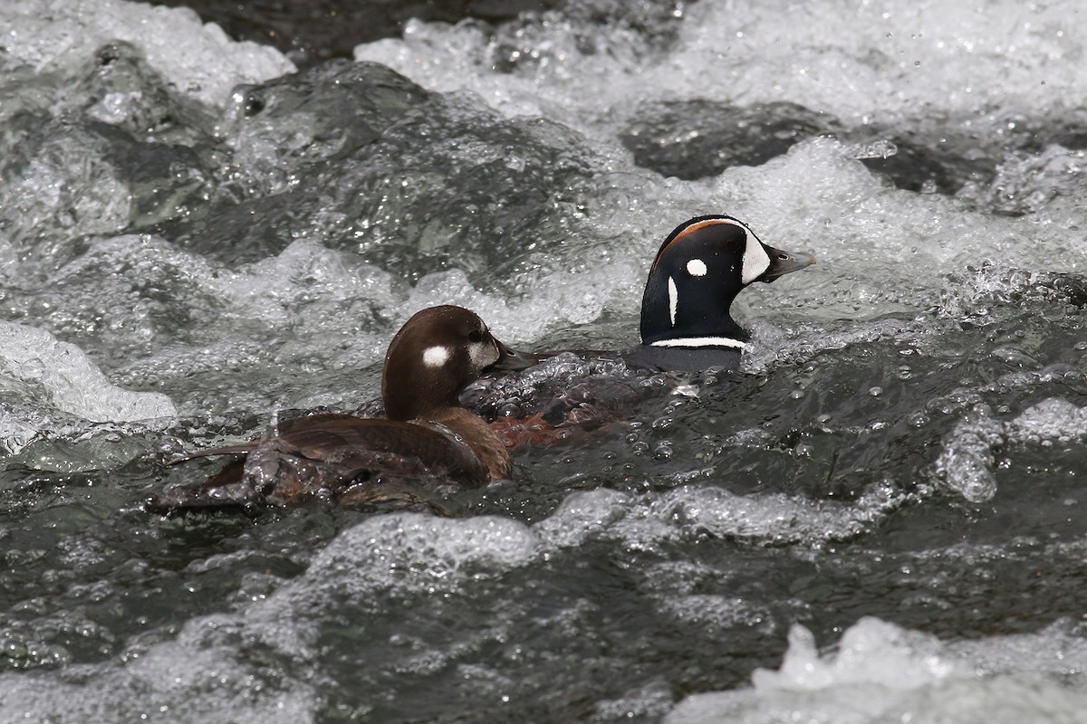 Harlequin Duck - ML624561449