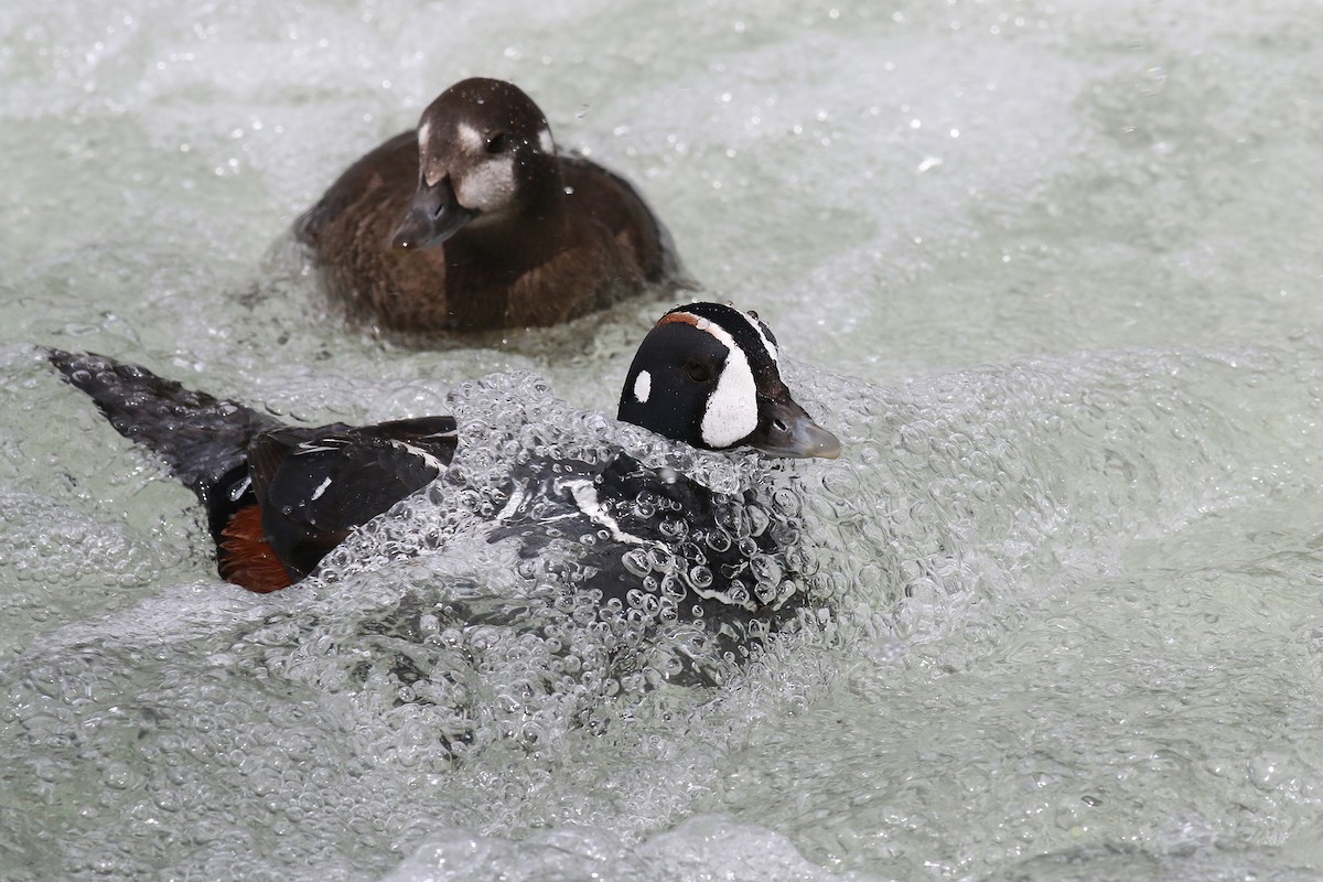 Harlequin Duck - ML624561450