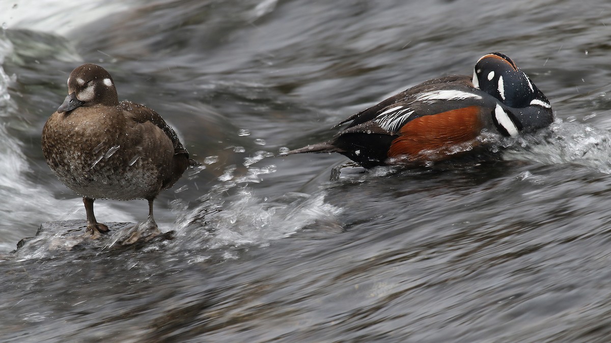 Harlequin Duck - ML624561451