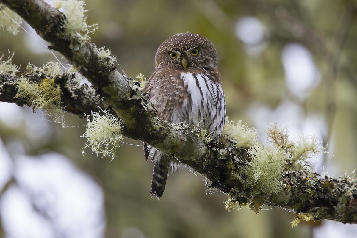 Northern Pygmy-Owl - ML624561464