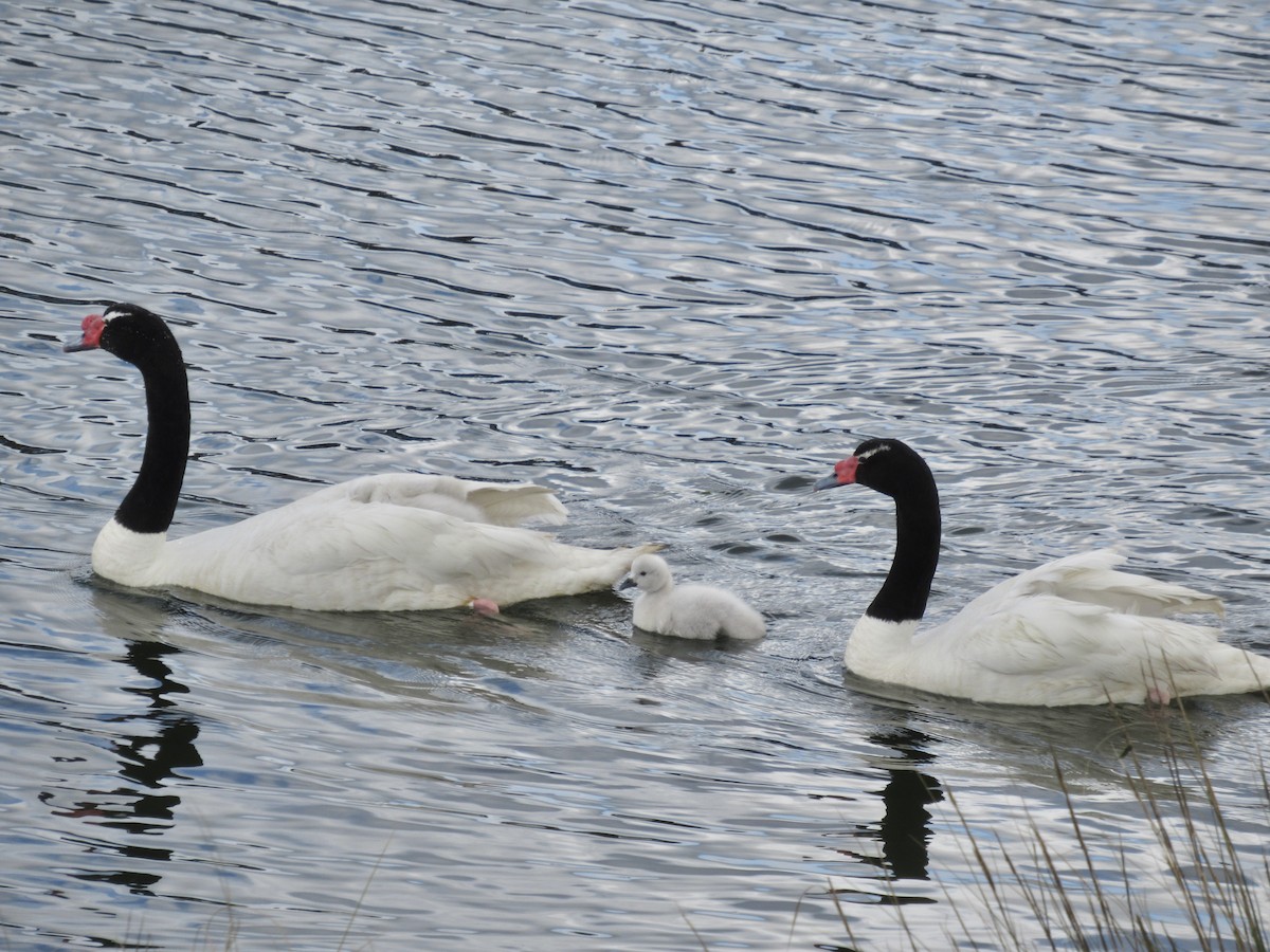 Black-necked Swan - ML624561529