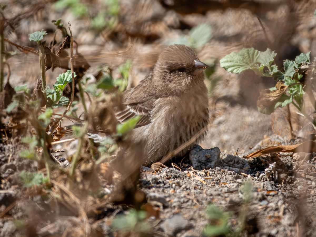 House Sparrow - ML624561574