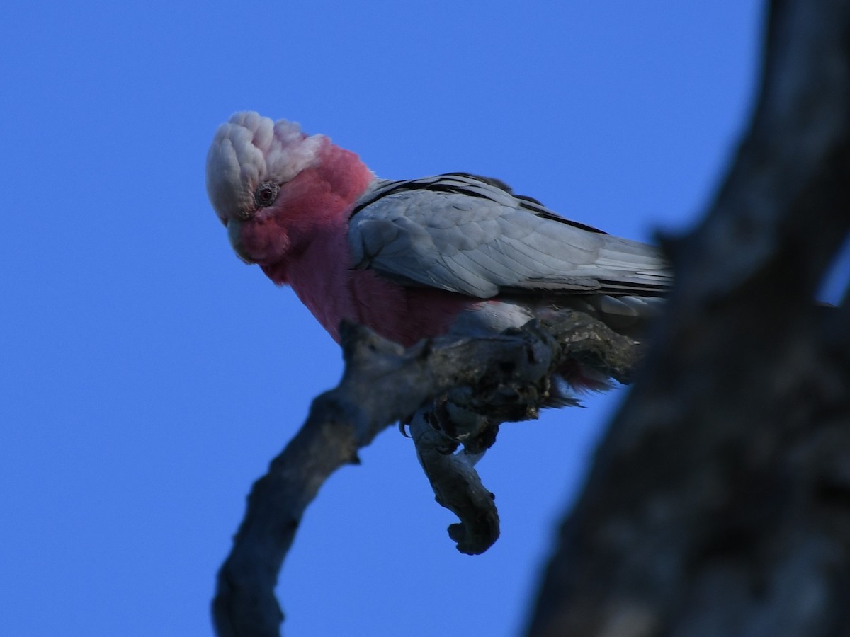 Galah - ML624561622