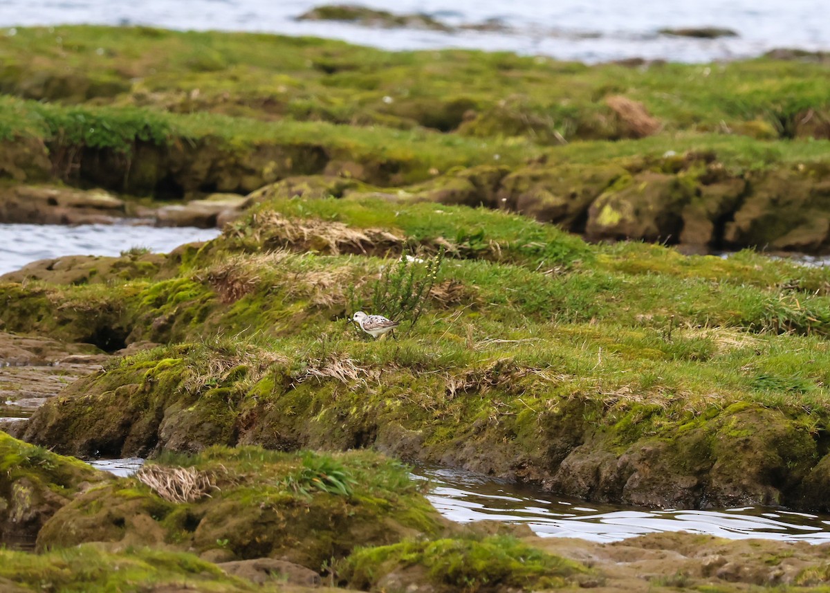 Sanderling - ML624561662