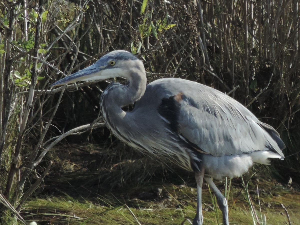 Great Blue Heron - ML624561719