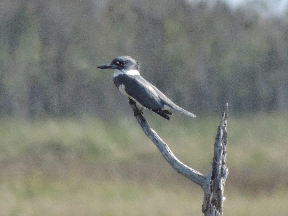 Belted Kingfisher - ML624561729