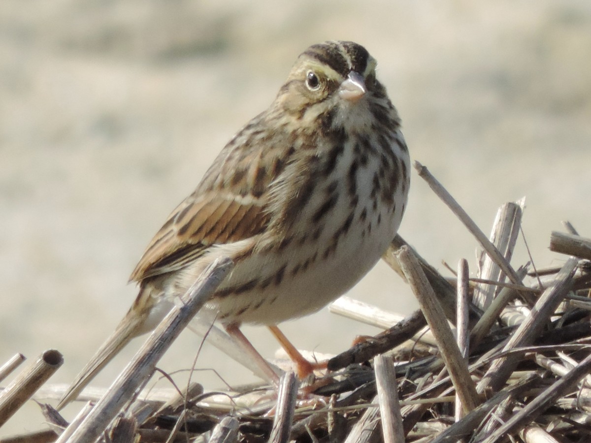 Savannah Sparrow - ML624561731