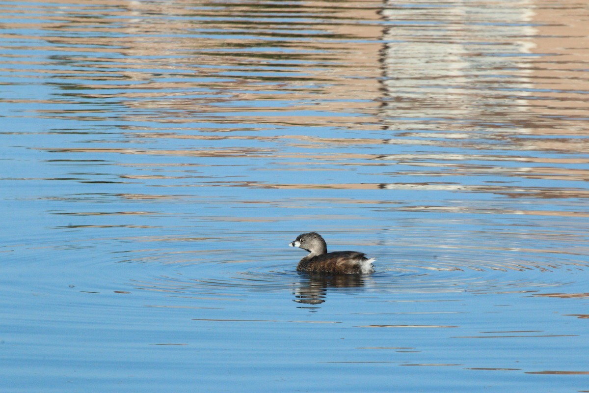 Pied-billed Grebe - ML624561750