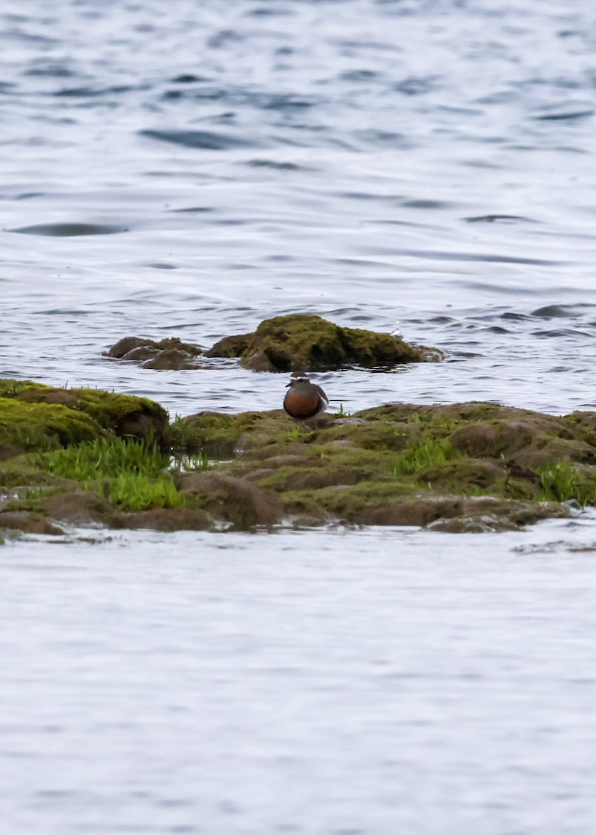 Rufous-chested Dotterel - ML624561758