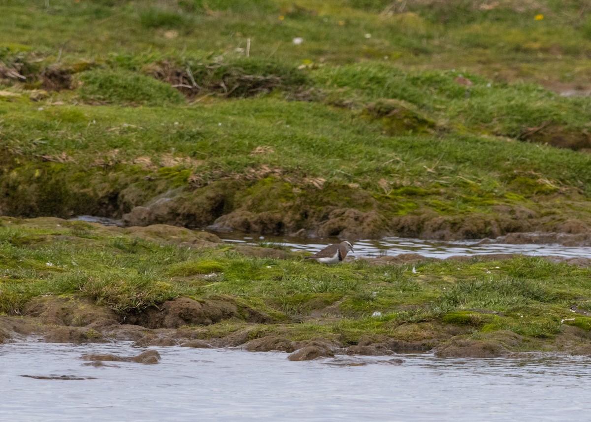 Rufous-chested Dotterel - ML624561759