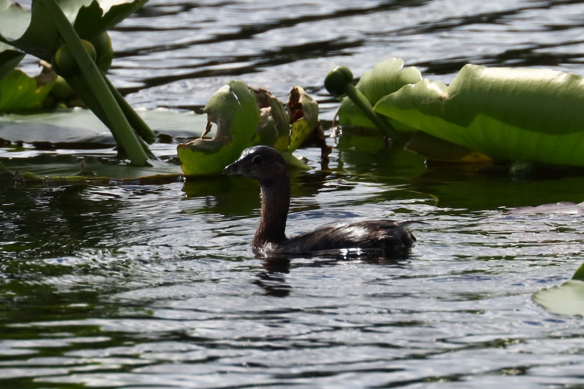 Pied-billed Grebe - ML624561763