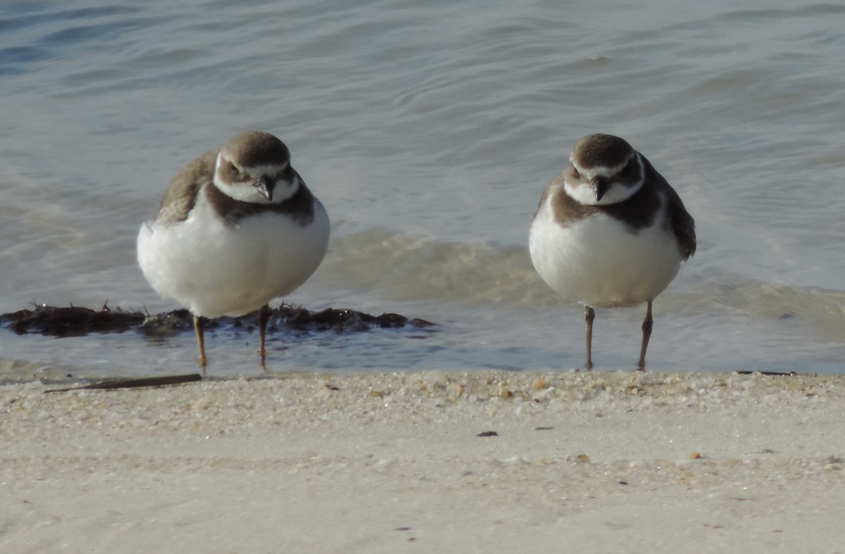 Semipalmated Plover - ML624561777