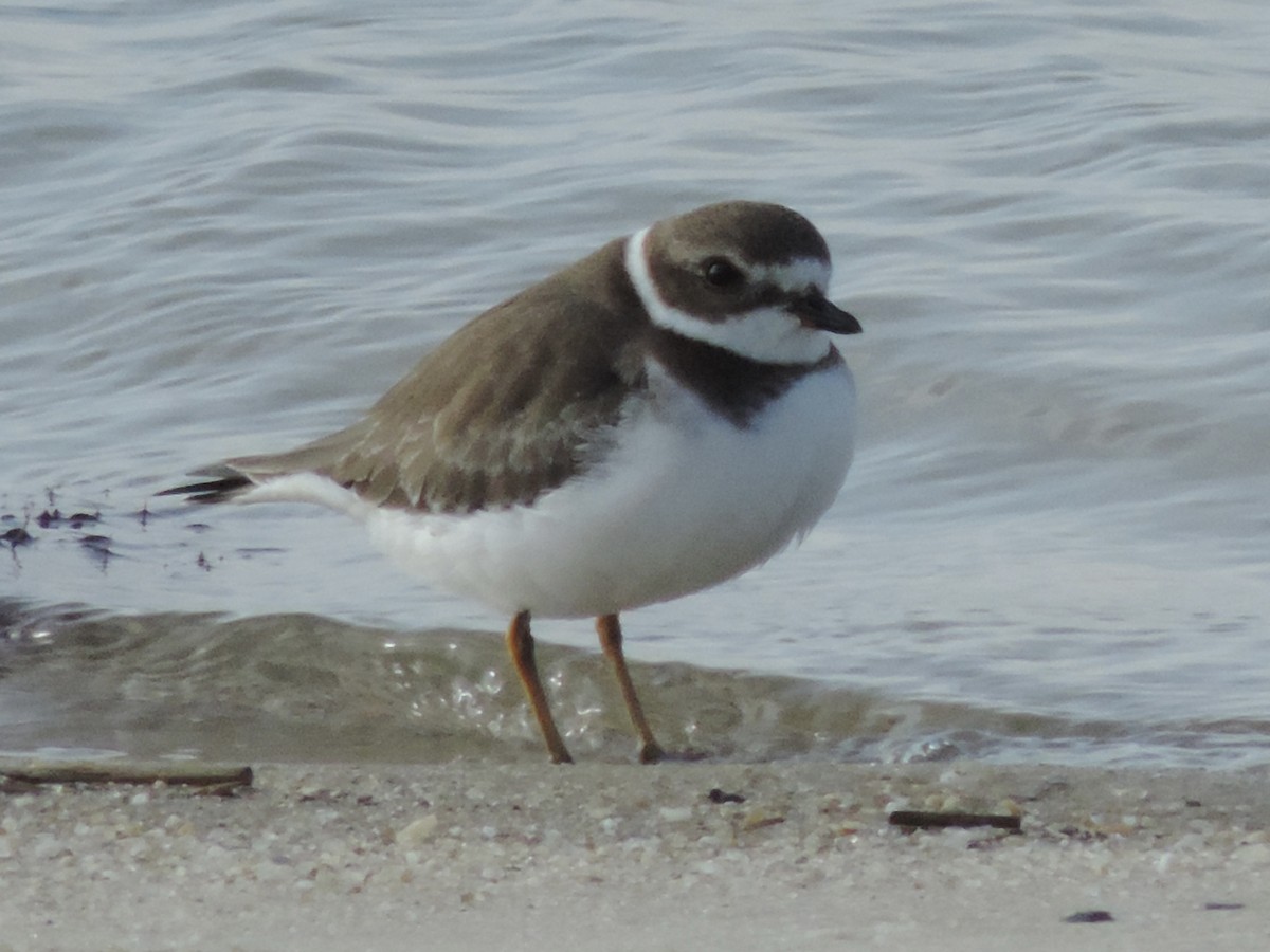 Semipalmated Plover - ML624561778