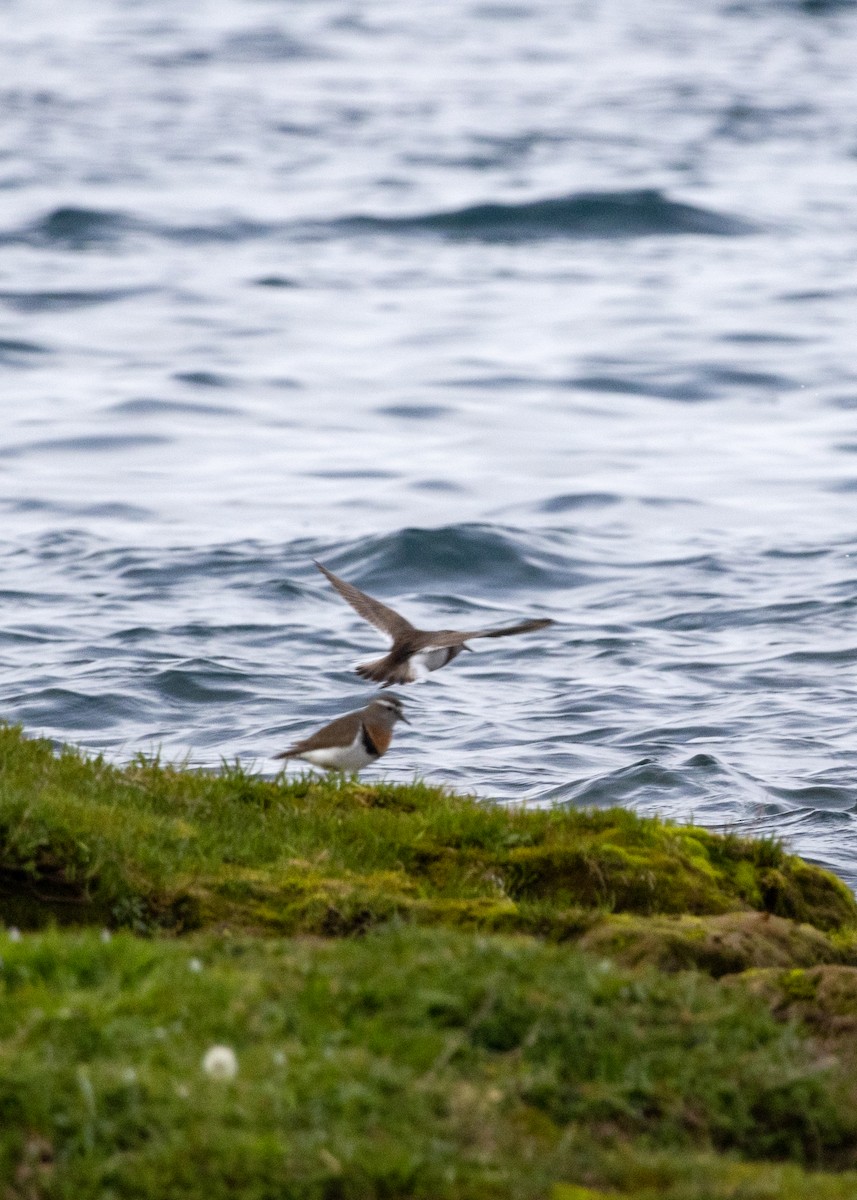Rufous-chested Dotterel - ML624561779