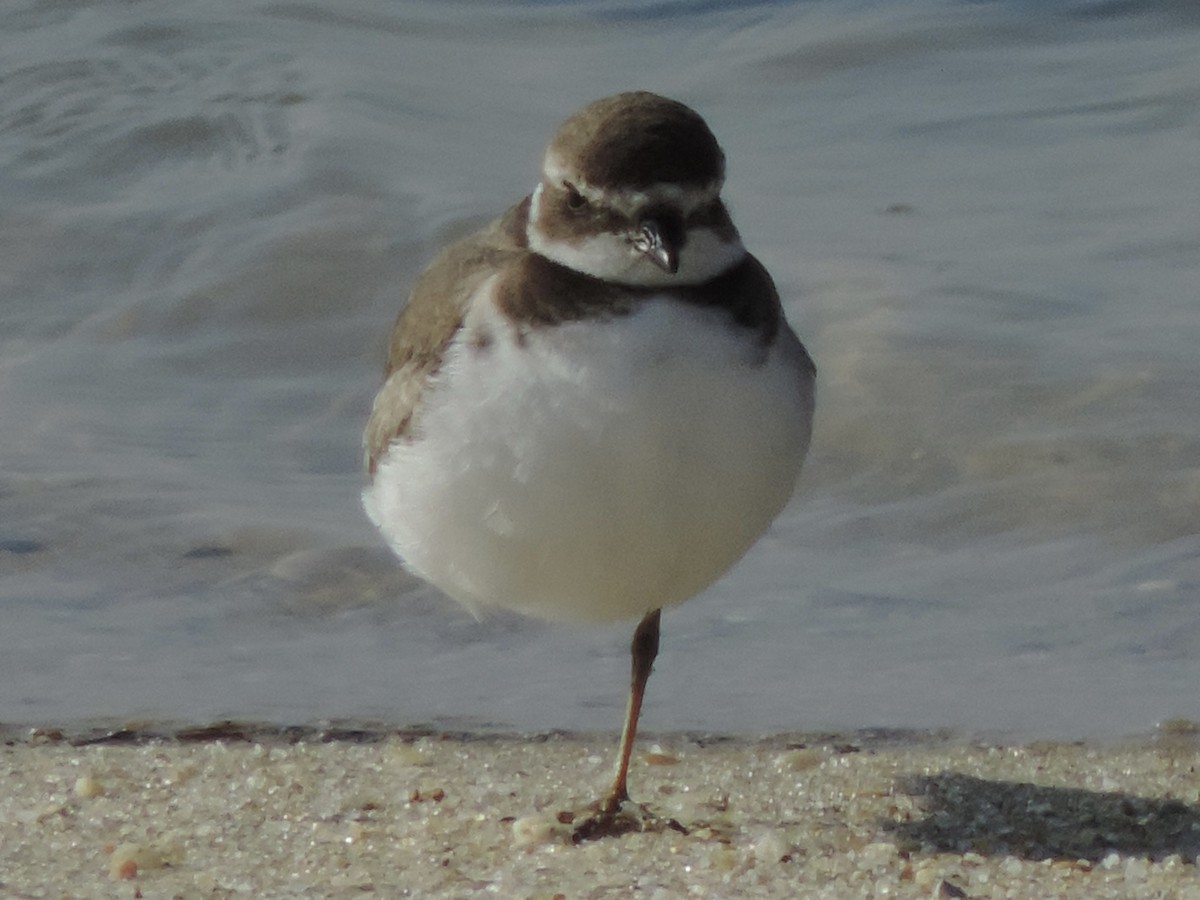 Semipalmated Plover - ML624561780