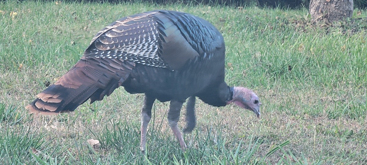 Wild Turkey - ML624561800