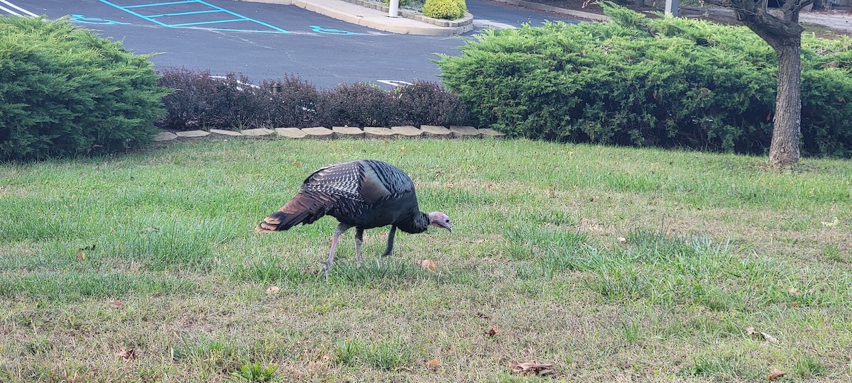 Wild Turkey - ML624561801