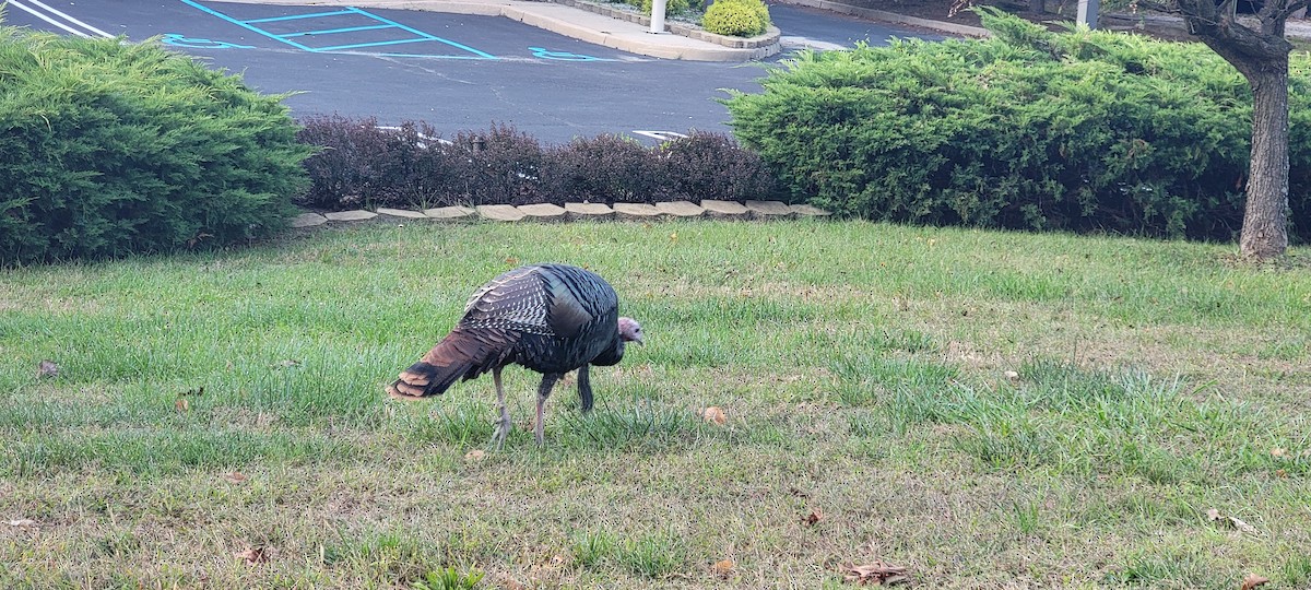 Wild Turkey - ML624561802