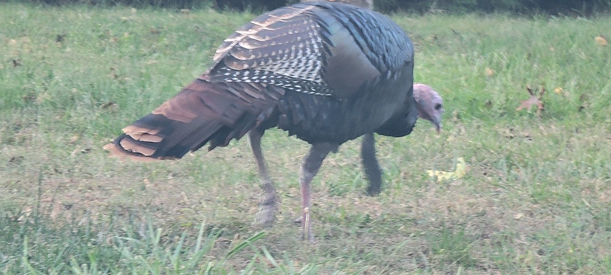 Wild Turkey - ML624561803