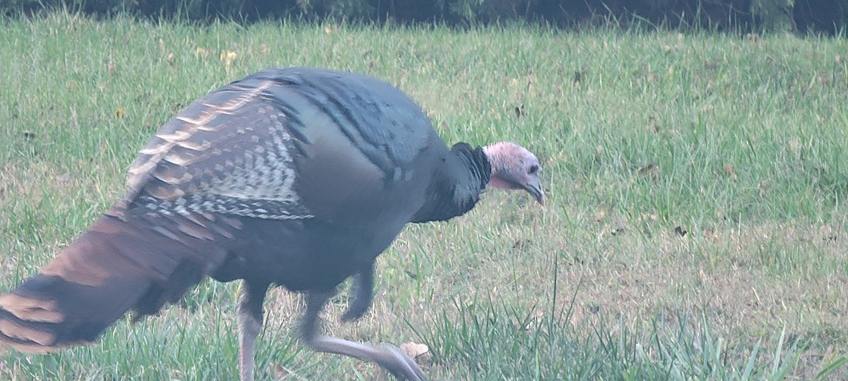 Wild Turkey - ML624561804