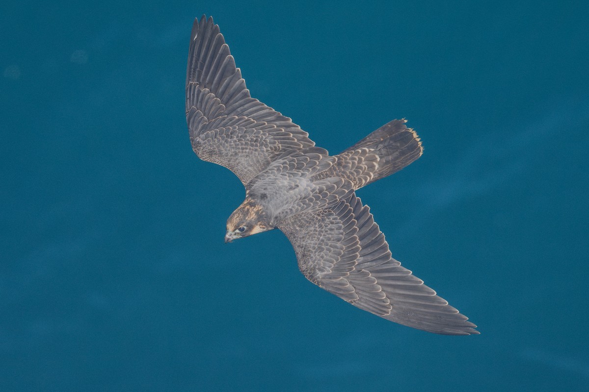 Peregrine Falcon (North American) - ML624561817