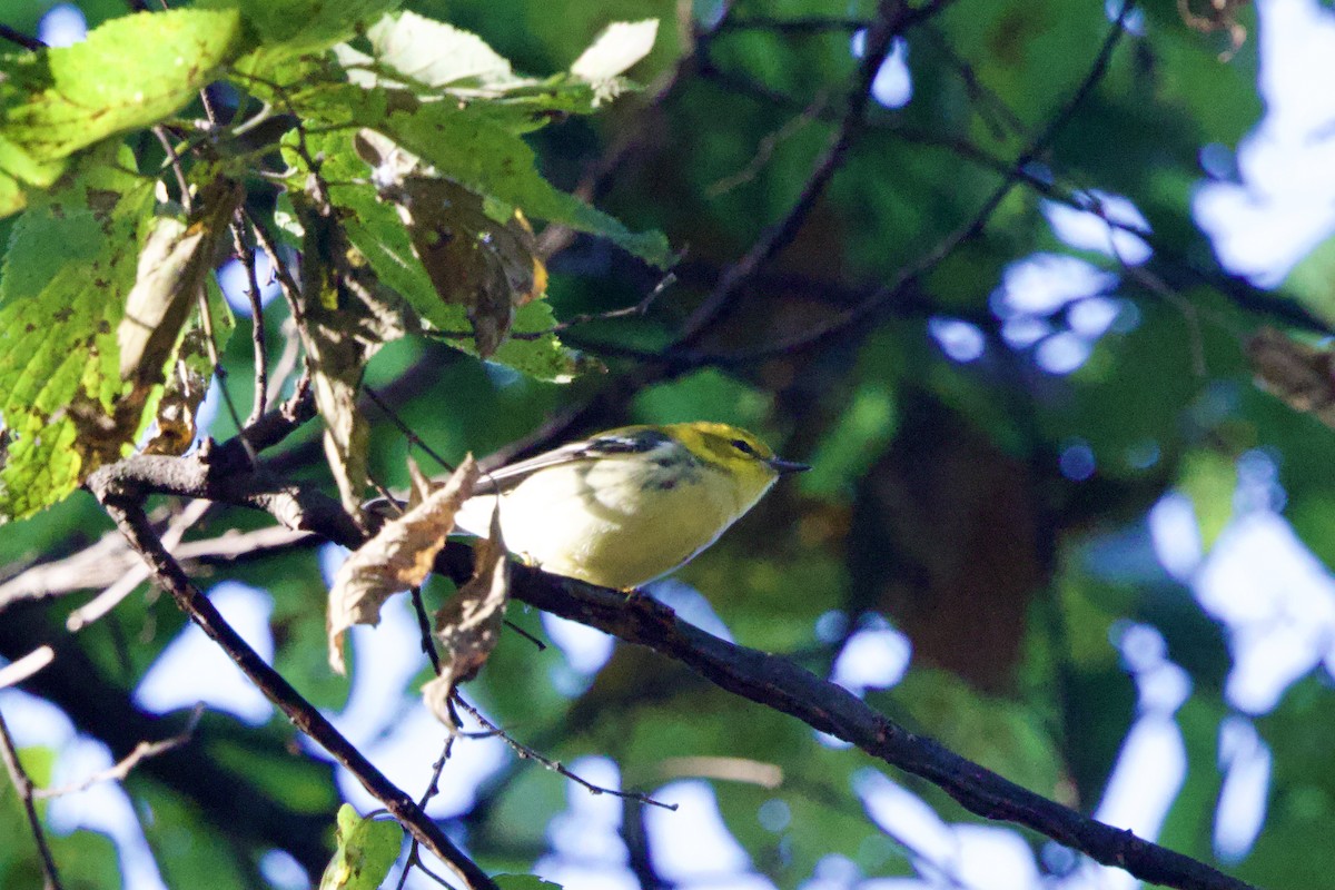 Black-throated Green Warbler - ML624561823