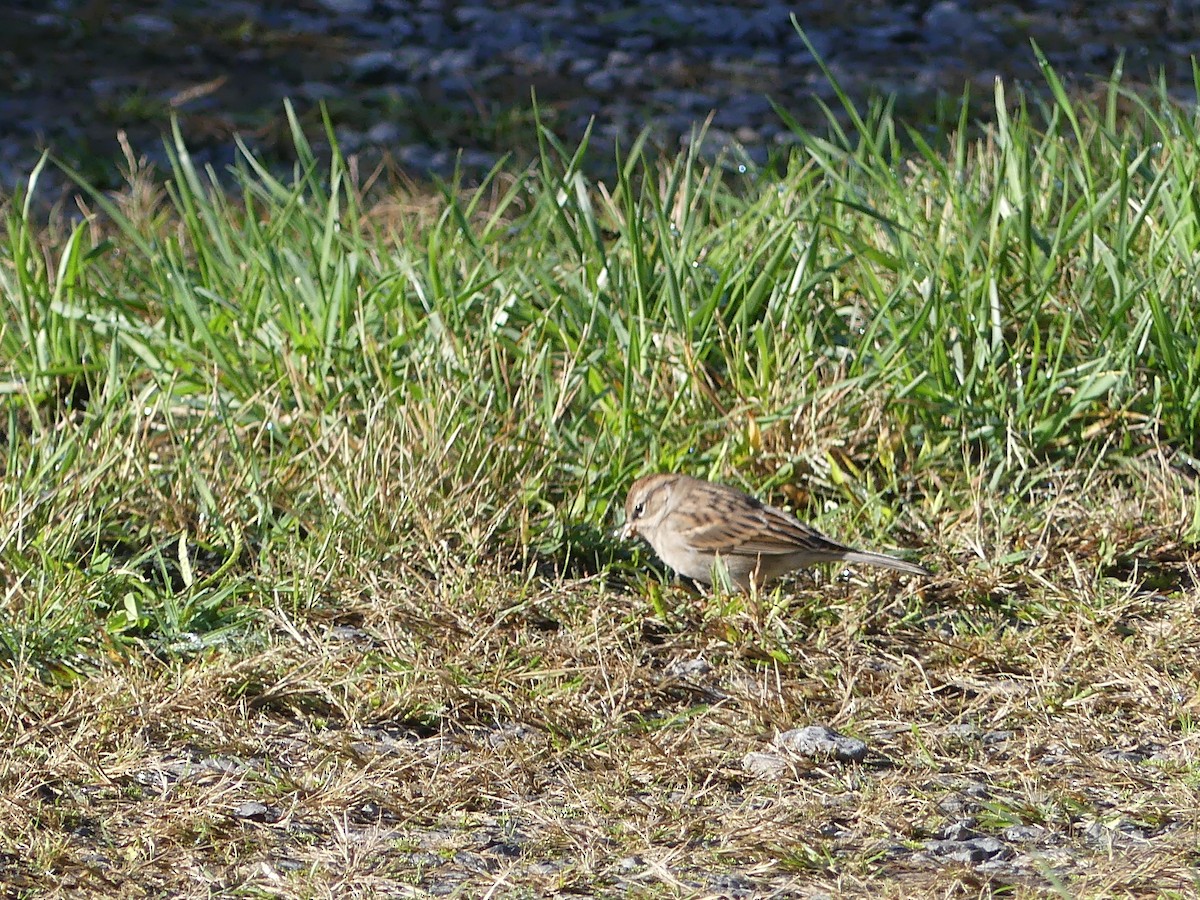 Chipping Sparrow - ML624561831