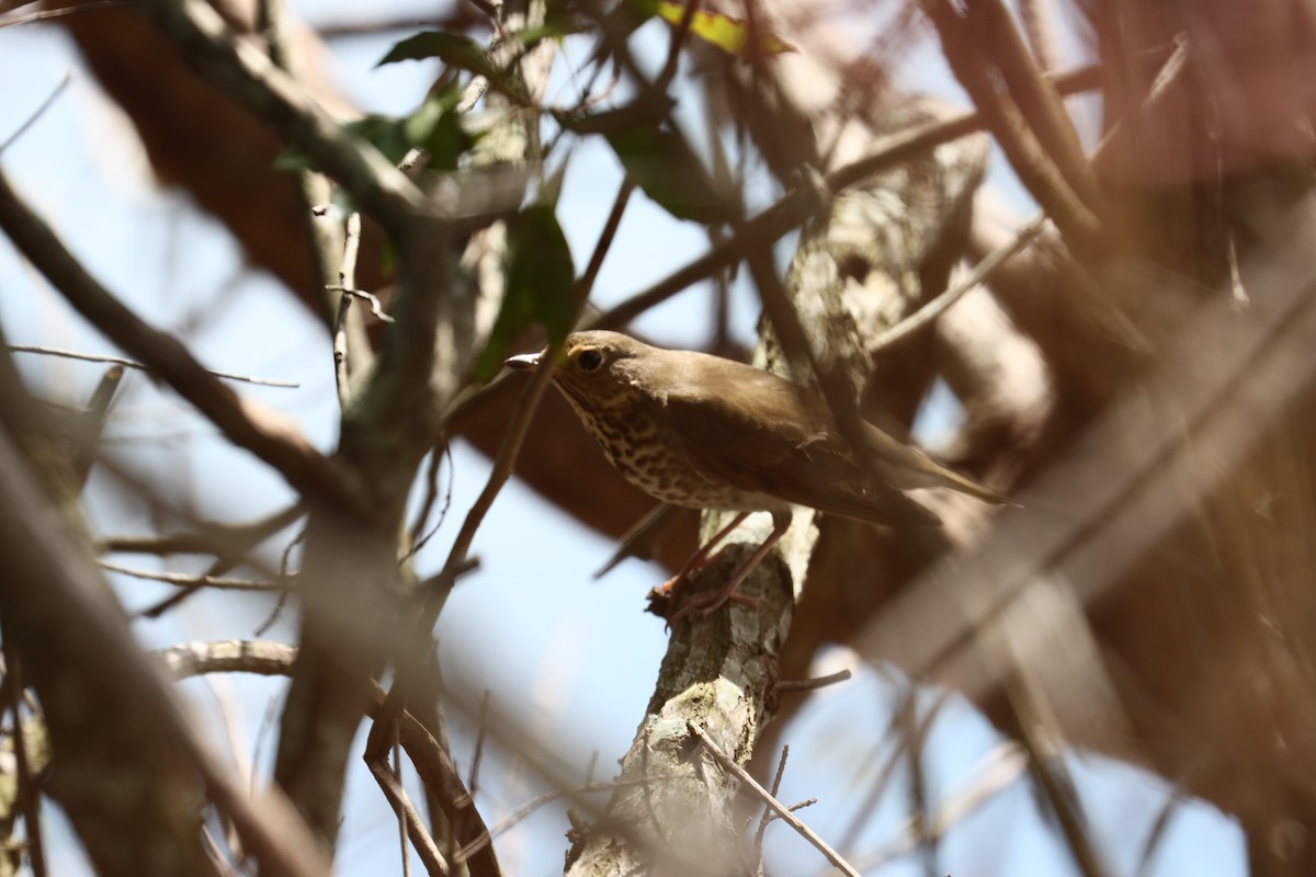 Swainson's Thrush - ML624561843