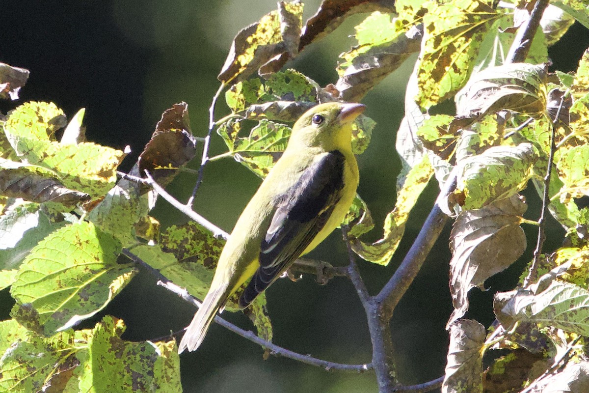 Scarlet Tanager - ML624561850