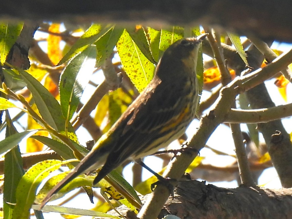 Yellow-rumped Warbler - ML624561852