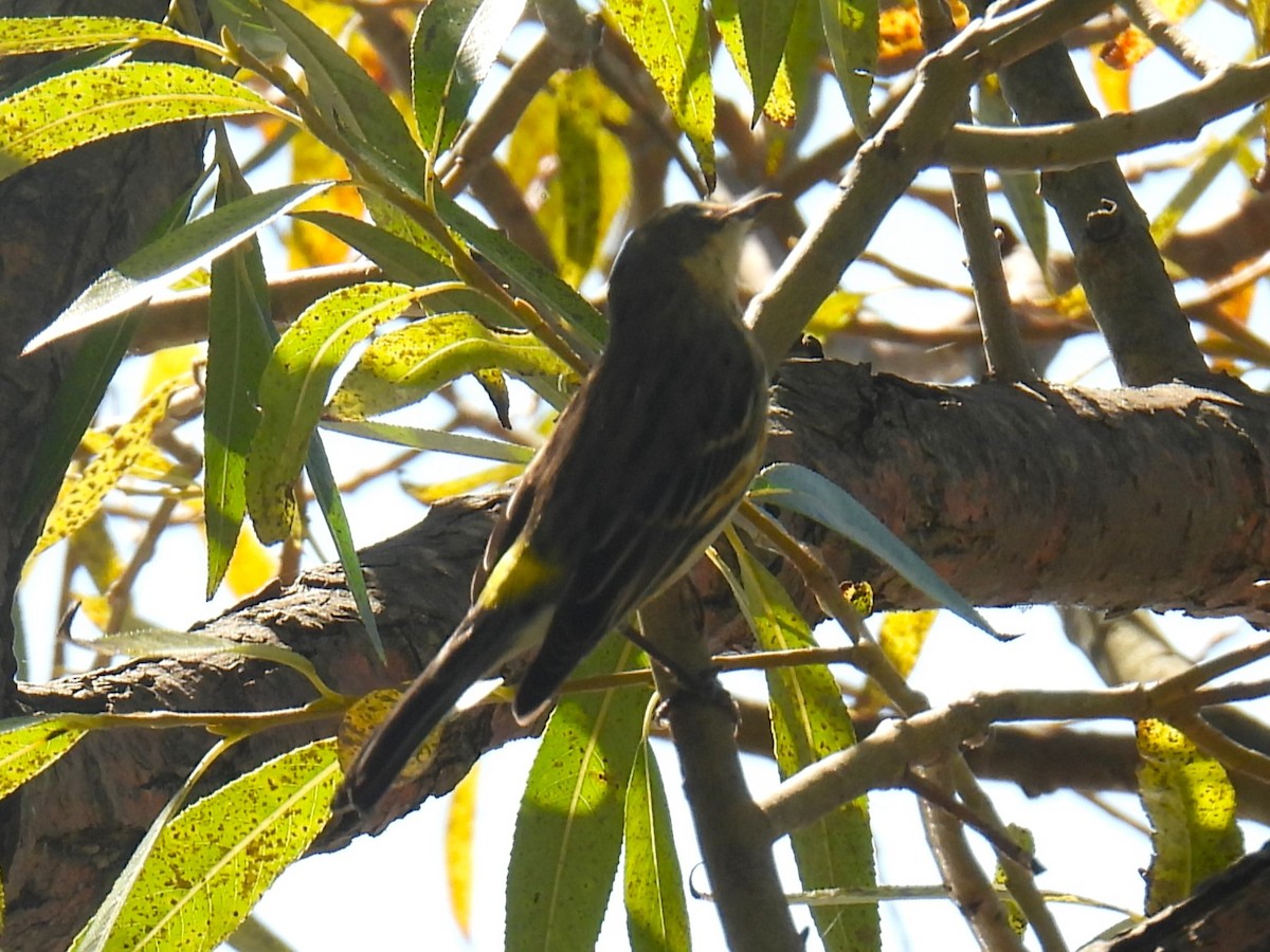 Yellow-rumped Warbler - ML624561853