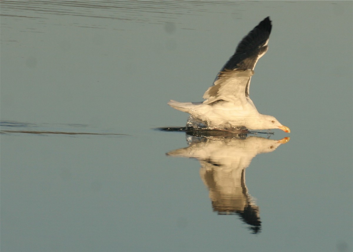 Western Gull - ML624561854