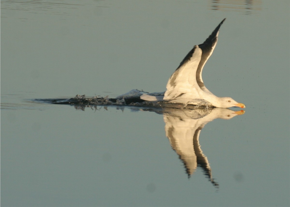 Western Gull - ML624561855