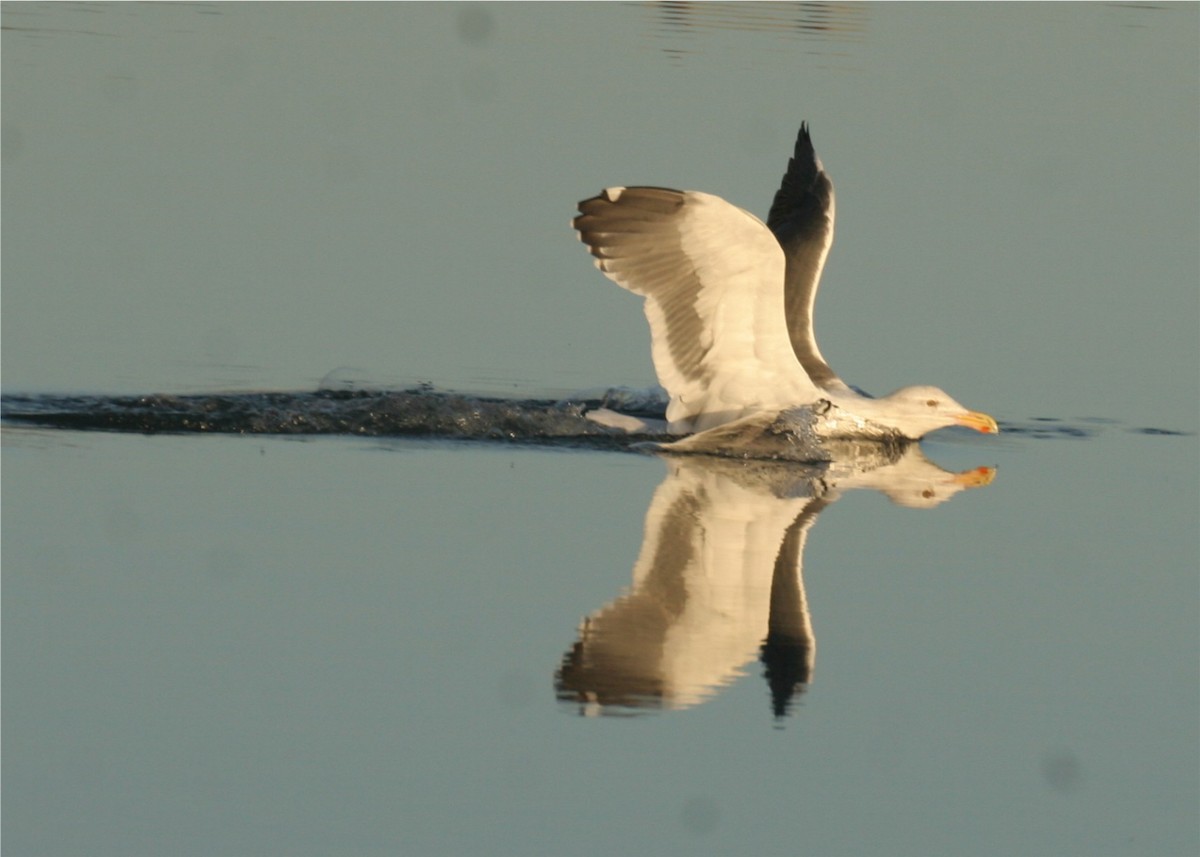 Western Gull - ML624561856