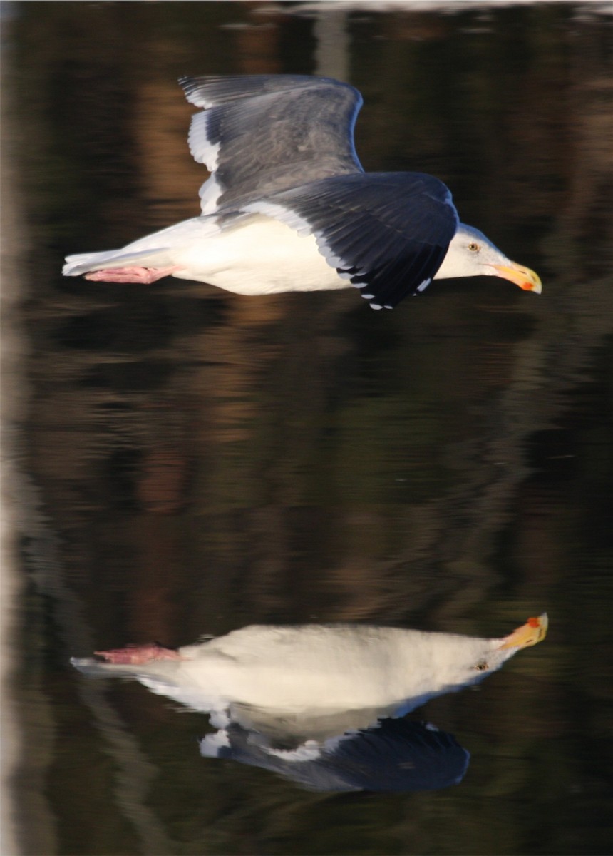 Western Gull - Linda Dalton