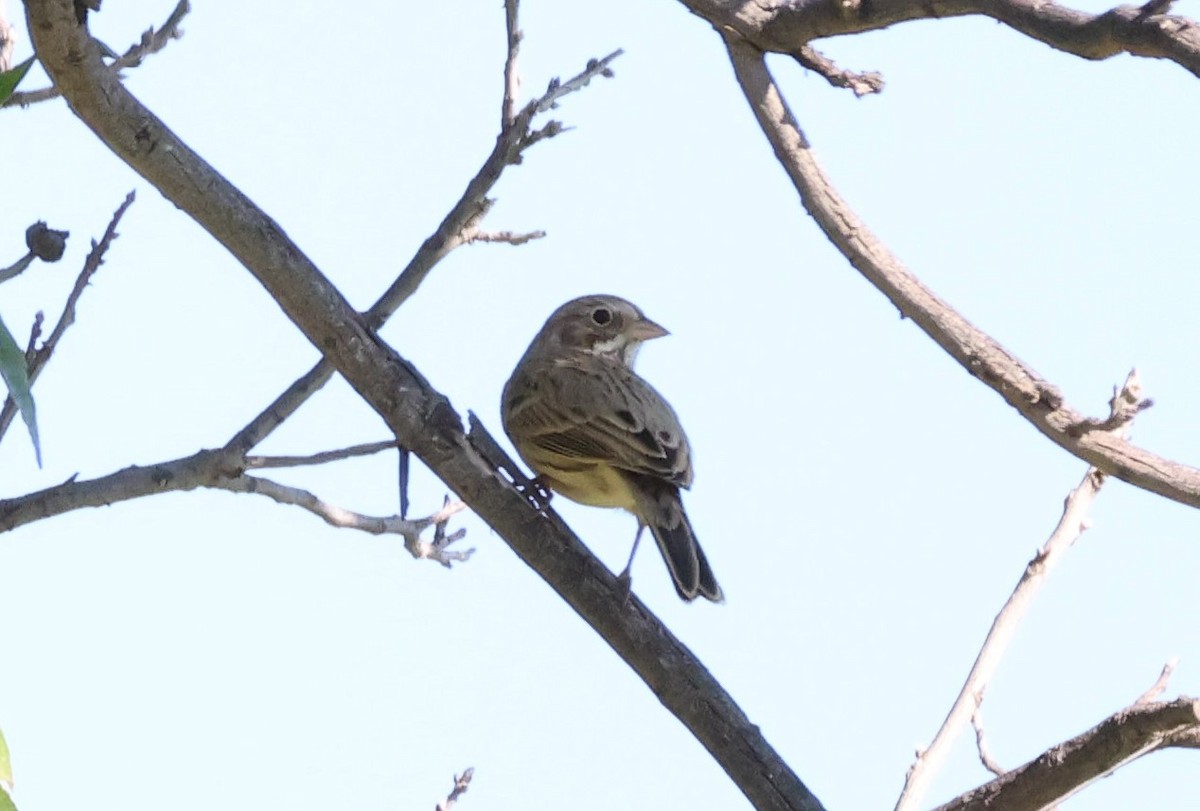 Vesper Sparrow - ML624561858