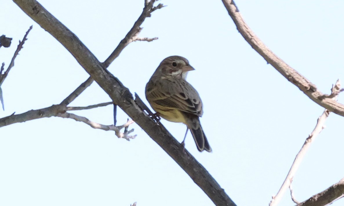 Vesper Sparrow - ML624561859