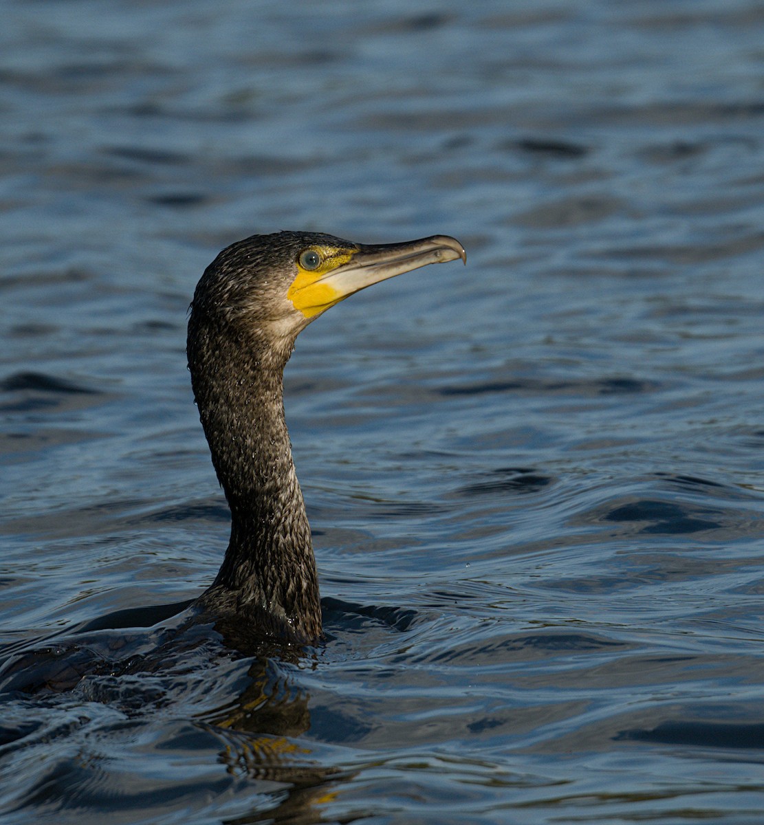 Great Cormorant - ML624561860