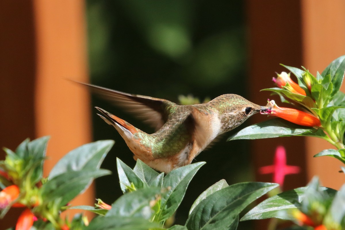 Rufous Hummingbird - ML624561861