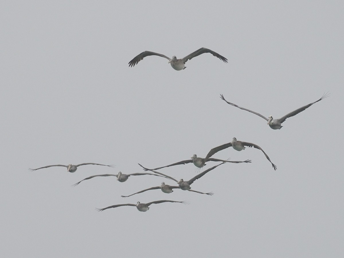 Brown Pelican - ML624561862