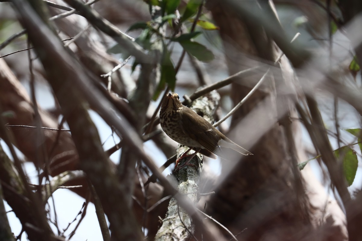 Swainson's Thrush - ML624561864