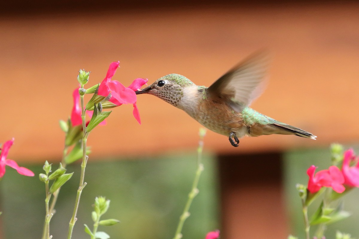 Broad-tailed Hummingbird - ML624561865