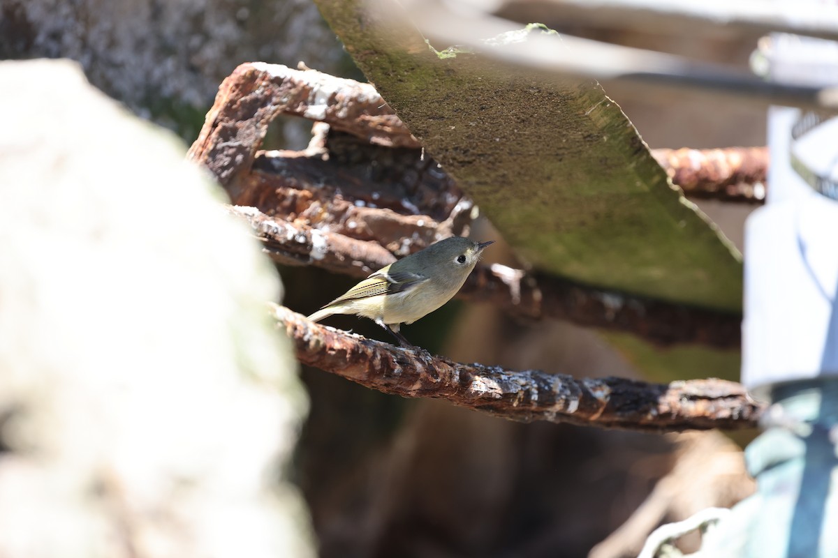 Ruby-crowned Kinglet - ML624561873