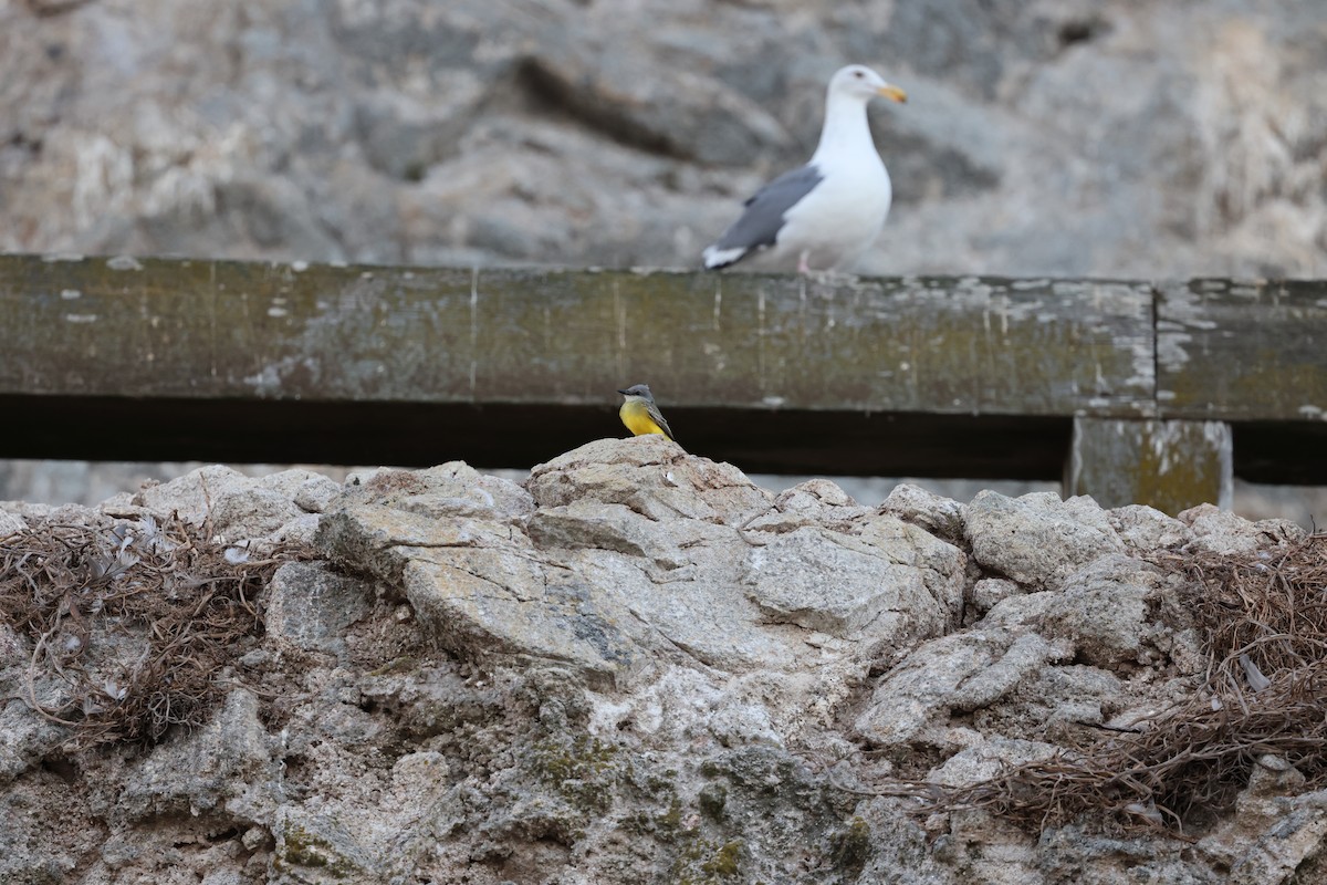 Tropical Kingbird - ML624561876