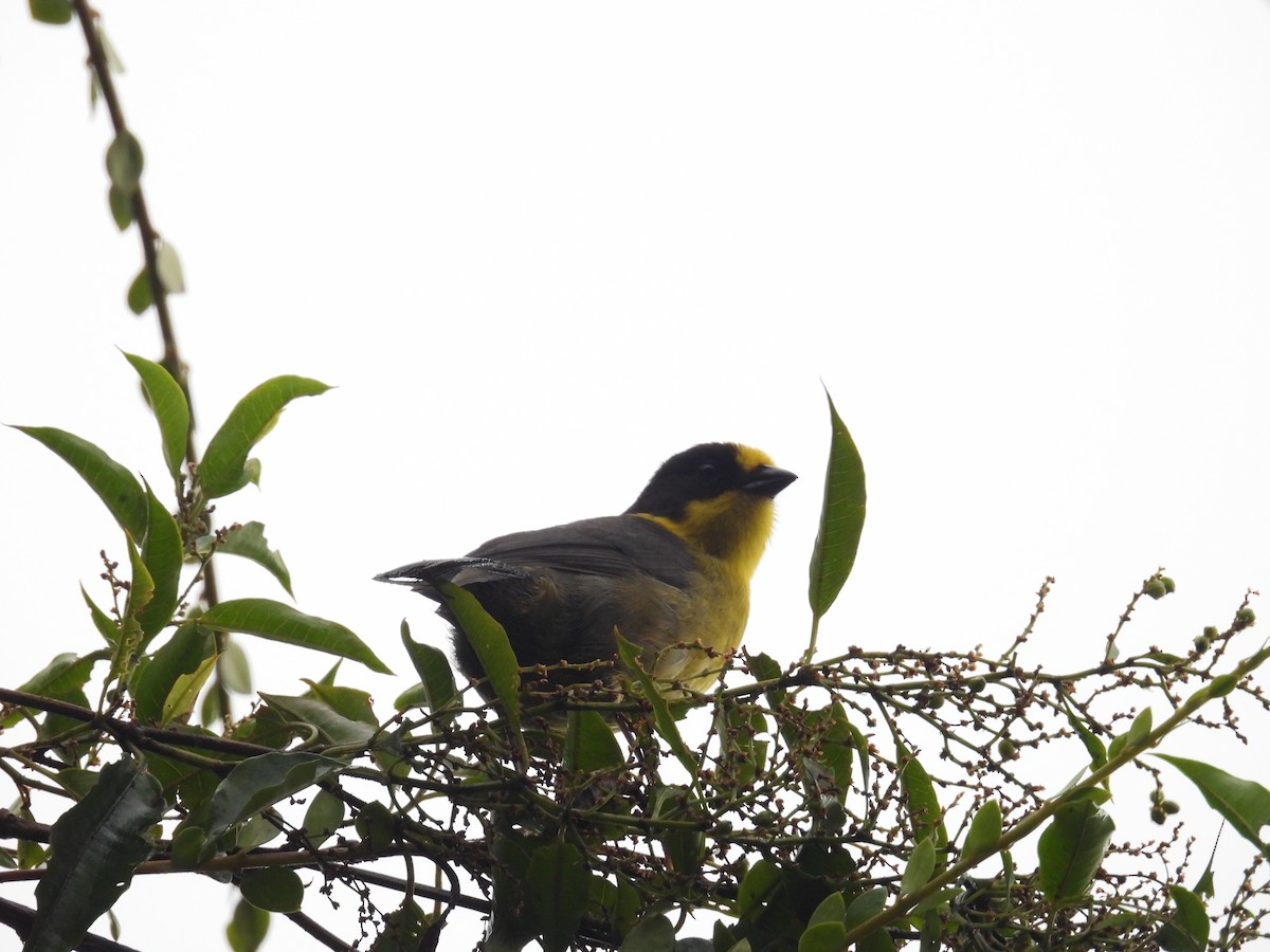 Pale-naped Brushfinch - ML624561877